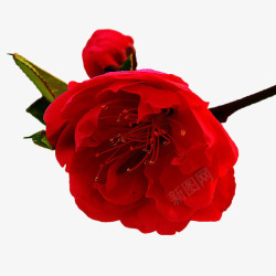 红色玫瑰花红色花朵素材
