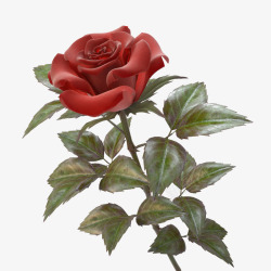 红色带刺花朵单支玫瑰素材