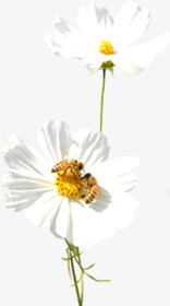 白色唯美花朵蜜蜂采蜜素材