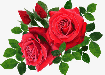 红色玫瑰花朵绿叶海报png免抠素材_88icon https://88icon.com 海报 玫瑰 红色 绿叶 花朵
