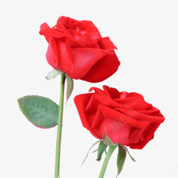红色妖艳玫瑰花素材