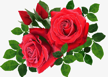 玫瑰花月季png免抠素材_88icon https://88icon.com 手绘鲜花 植物 红色玫瑰花 红色的花 花儿 鲜花