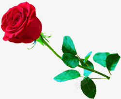 绽放红色玫瑰花朵素材