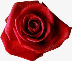 红色绽放新鲜玫瑰素材