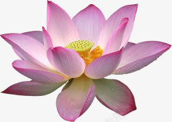 绽放的荷花素材