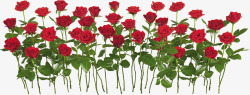 红色玫瑰花绿叶素材