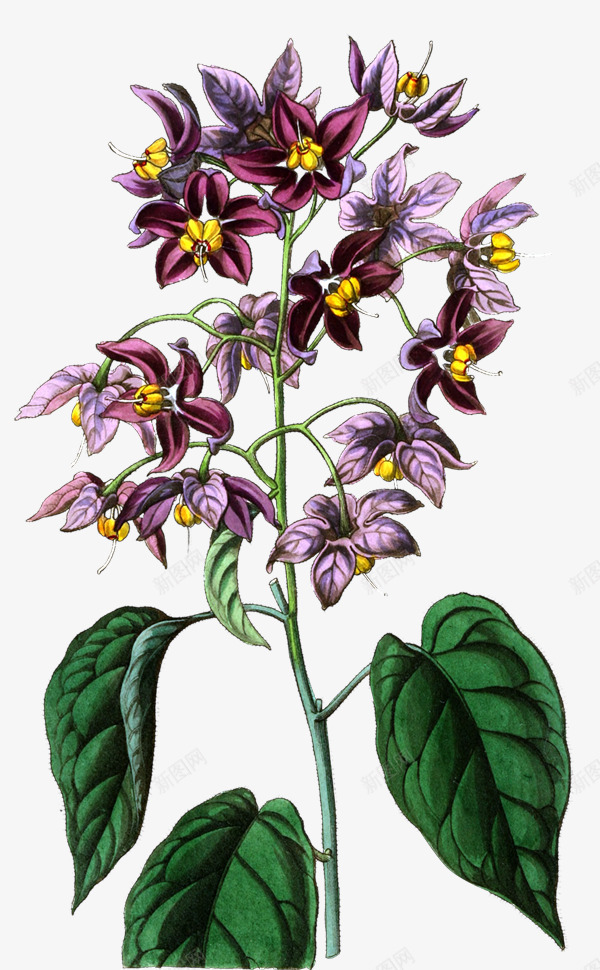 紫色盆花png免抠素材_88icon https://88icon.com 桔色花 紫色花 花盆