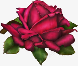 大红色玫瑰花深红色玫瑰花素材