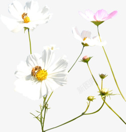 白色唯美花朵蜜蜂采蜜素材
