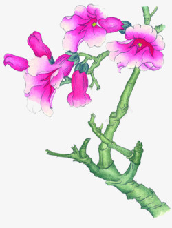 紫薇花素材