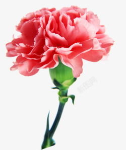 粉色康乃馨6素材