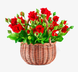 篮子中的红玫瑰花素材