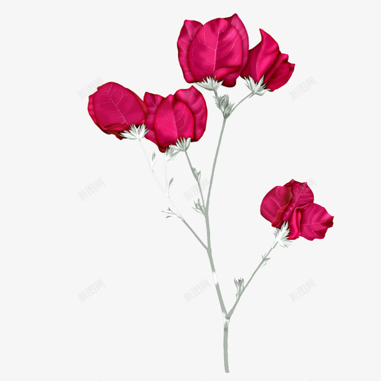 红色玫瑰花花朵装饰png免抠素材_88icon https://88icon.com 图片 玫瑰花 红色 花朵 装饰