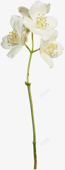 唯美绽放白色花朵素材