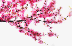 摄影玫红色花朵树枝效果素材