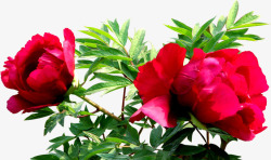 创意合成红色的玫瑰花元素素材