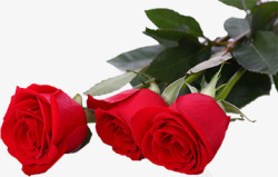 红色卡通植物玫瑰花情人节素材