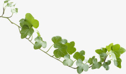 漂亮绿色枝叶素材