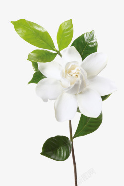 白色绽放花朵绿叶素材