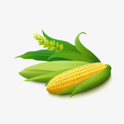 农作物免费PNG图片金黄玉米高清图片