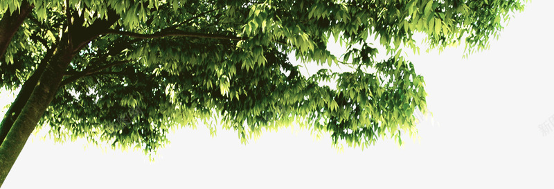 绿树景观植物美景风光png免抠素材_88icon https://88icon.com 景观 植物 绿树 美景 风光