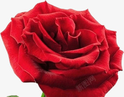 一朵红玫瑰素材