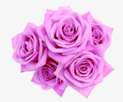 紫色绽放玫瑰花朵素材