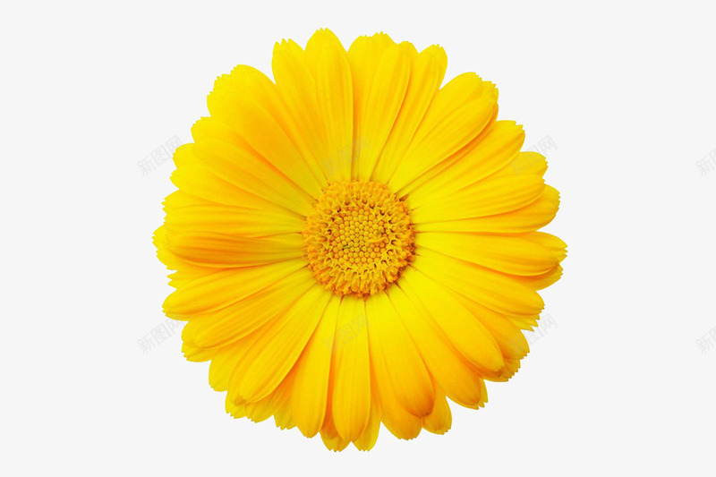金黄色唯美花朵植物png免抠素材_88icon https://88icon.com 植物 花朵 金黄色