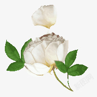 手绘白玫瑰素材