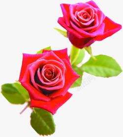 七夕情人节红色玫瑰花装饰素材