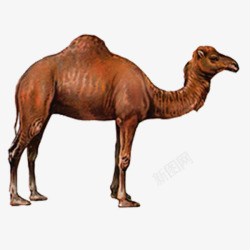 沙漠骆驼素材