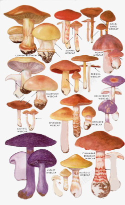生态香菇卡通蘑菇香菇高清图片