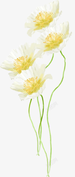 白色水彩花朵风光素材