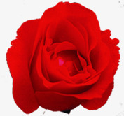 红色娇艳绽放玫瑰花朵素材