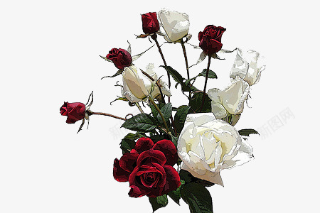 红玫瑰和白玫瑰png免抠素材_88icon https://88icon.com 植物 玫瑰 白玫瑰 红玫瑰