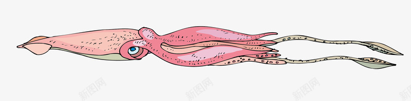 鱿鱼须png免抠素材_88icon https://88icon.com 矢量素材 章鱼 食材 鱿鱼 鱿鱼须