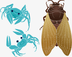 甲壳类动物蝉儿螃蟹甲壳类动物高清图片