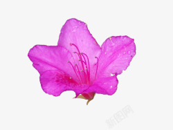 一朵绽放的带花蕊紫色杜鹃花素材