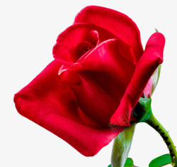 带刺的红玫瑰素材