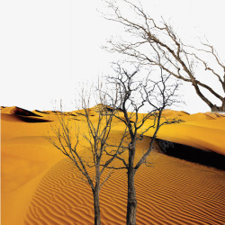 沙漠多棵枯树素材