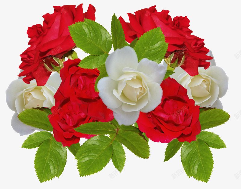 红白相间玫瑰花png免抠素材_88icon https://88icon.com 爱情玫瑰花 花卉 花朵 鲜花
