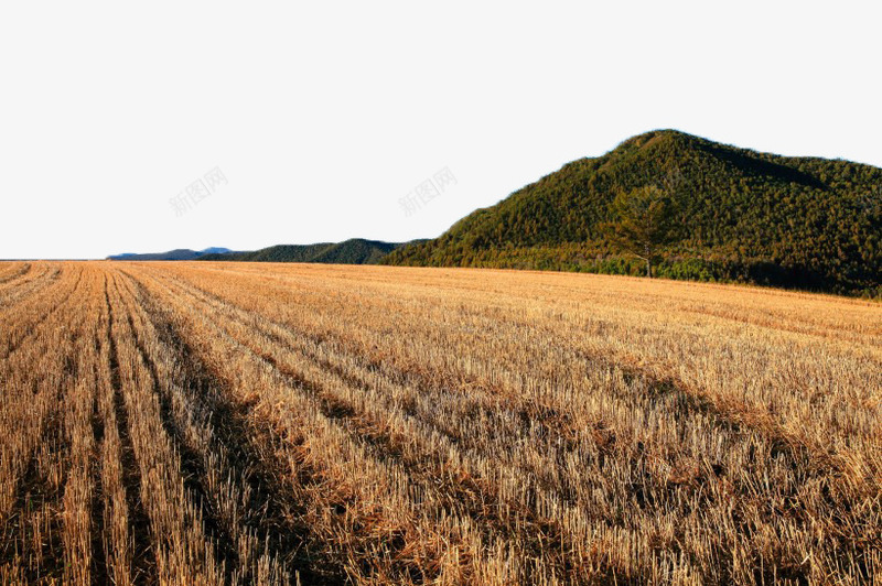 金黄色麦田风景一png免抠素材_88icon https://88icon.com 美景 自然 金黄色 风景 麦田