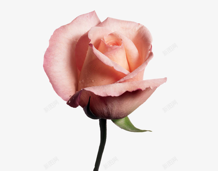 红色玫瑰花花朵png免抠素材_88icon https://88icon.com 玫瑰花 红色 花朵