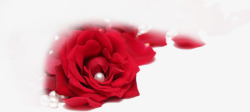 红色鲜红玫瑰珍珠素材