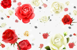 红色白色玫瑰花背景素材