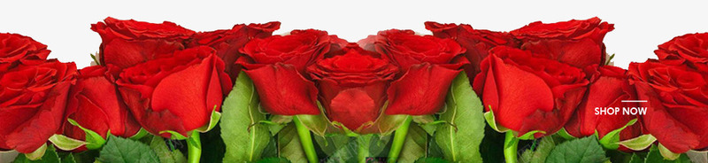 摄影红色的玫瑰花花卉png免抠素材_88icon https://88icon.com 摄影 玫瑰花 红色 花卉