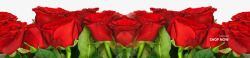 摄影红色的玫瑰花花卉素材