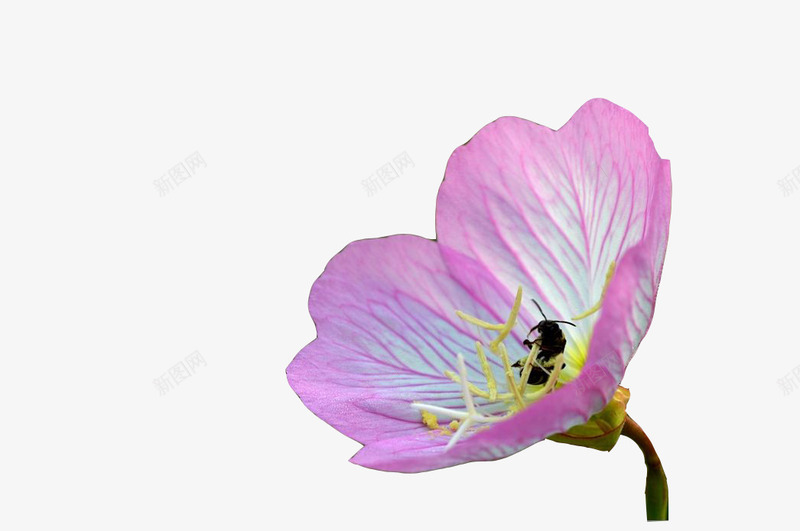 蜜蜂采蜜的月见草png免抠素材_88icon https://88icon.com 月见草 植物 花卉 花朵 花粉 蜜蜂 采蜜 鲜花