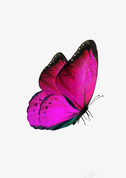 玫红色清新蝴蝶装饰图案素材