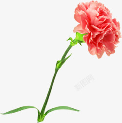 红色手绘康乃馨花朵母亲节素材
